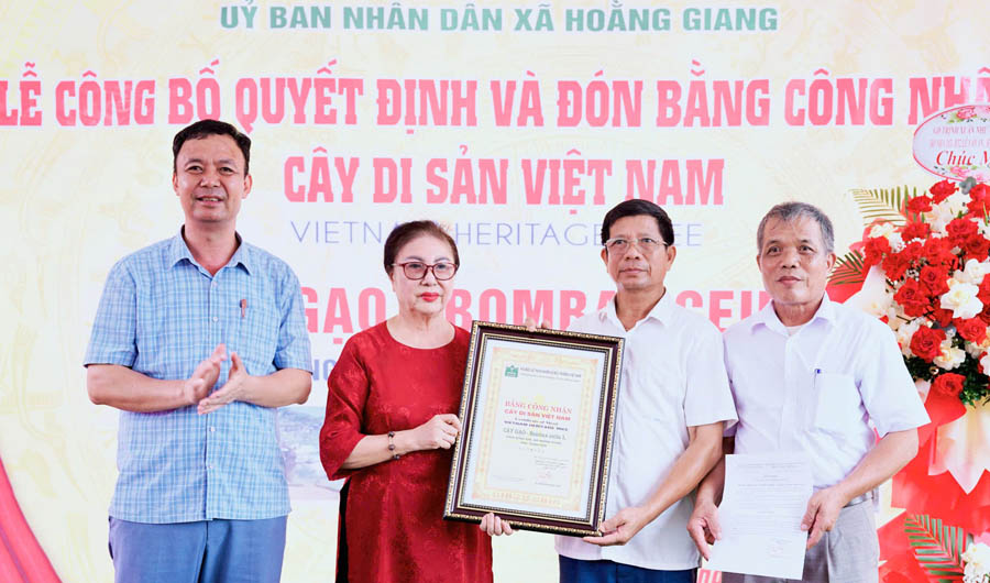 C&acirc;y[-]Gạo[-]400[-]năm[-]tuổi[-]ở[-]x&atilde;[-]Hoằng[-]Giang[-]được[-]c&ocirc;ng[-]nhận[-]C&acirc;y[-]Di[-]sản[-]Việt[-]Nam